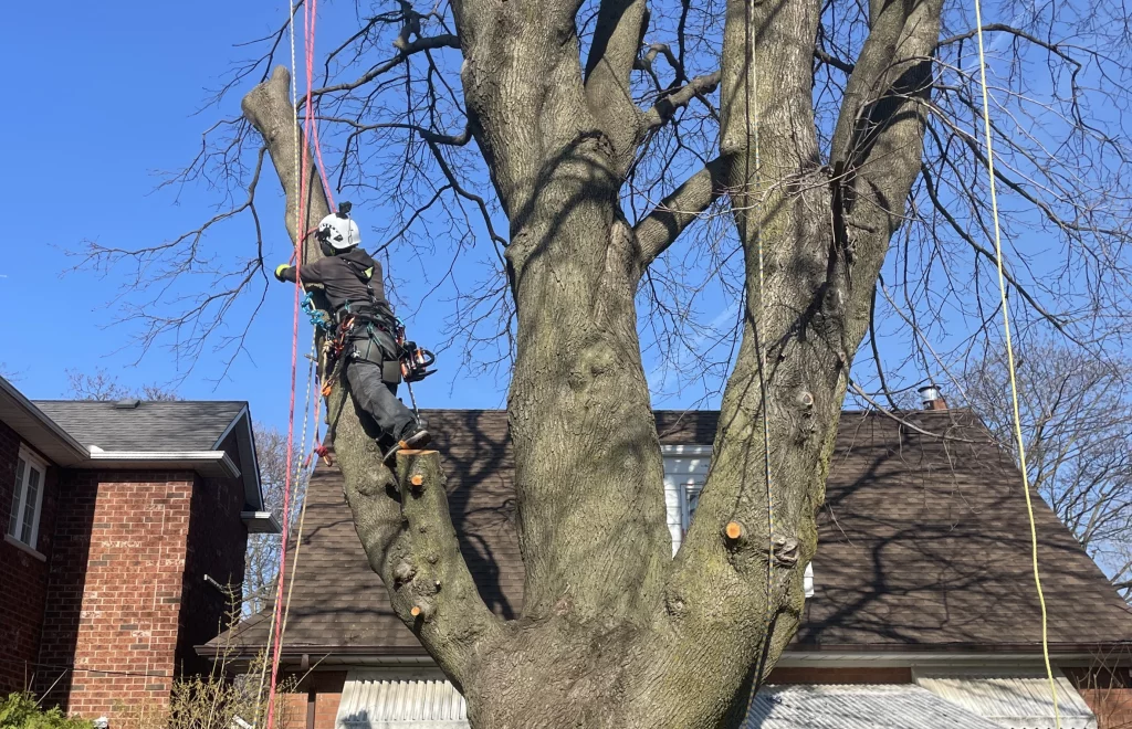 砍树 修树tree removal