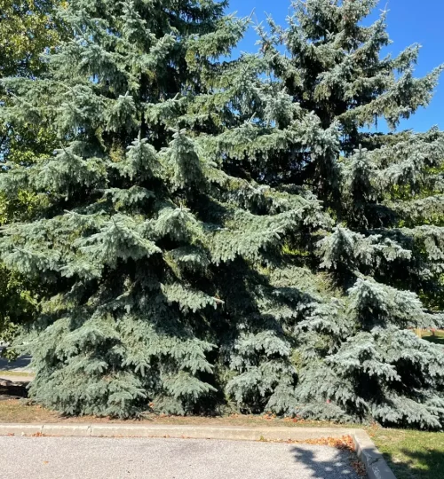 商业广场树木修剪1