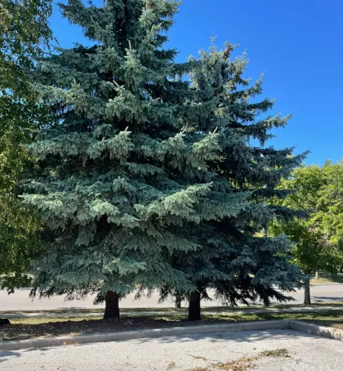 商业广场树木修剪2