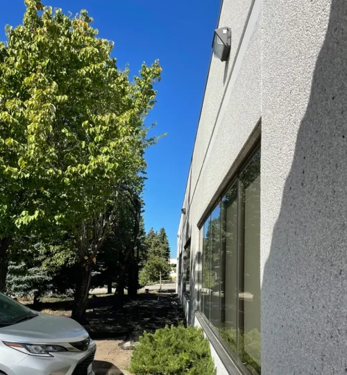 商业广场树木修剪4