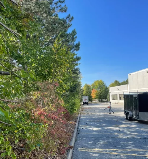 商场广场停车场树木修剪后