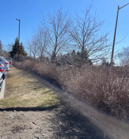 商场广场停车场树篱修剪