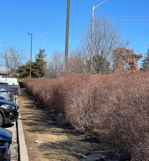 商场广场停车场树篱修剪2