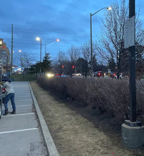 商场广场停车场树篱修剪3