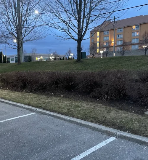 商场广场停车场树篱修剪5