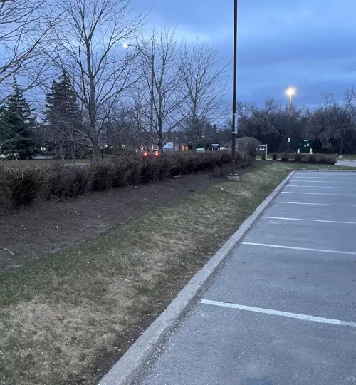 商场广场停车场树篱修剪6